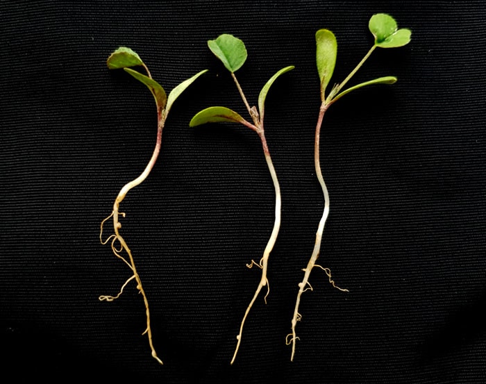 جوانه یونجه